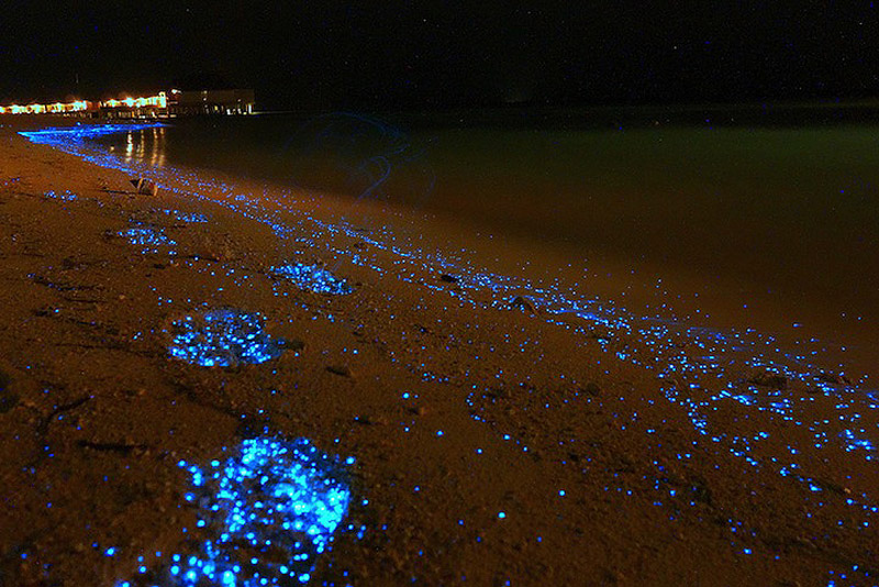 水面如星空 马尔代夫夜晚神奇荧光海滩 组图图片