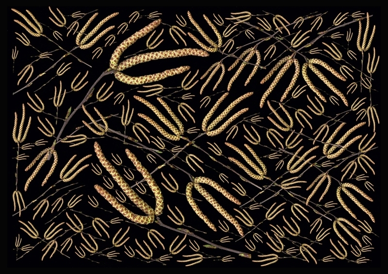 扫描仪扫静物 2010年俄罗斯最佳摄影师Oleg G