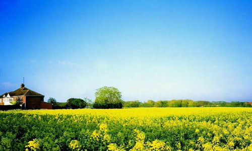 编辑推荐 800×480高清mp4专用壁纸下载