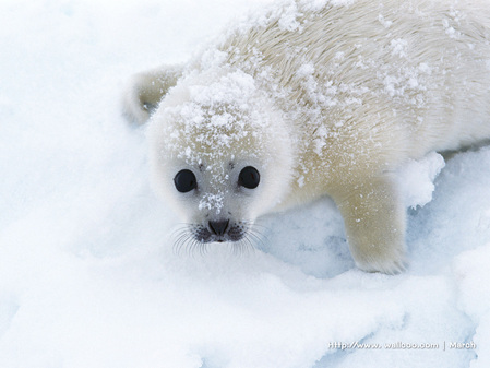 1024x768海狮精美壁纸