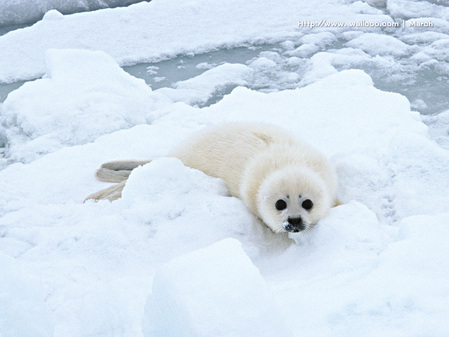 超可爱表情1024x768海狮精美壁纸